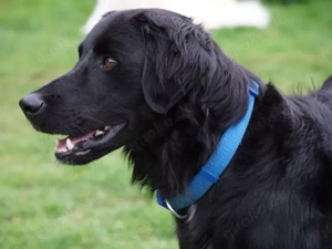 Berto sucht sein Zuhause