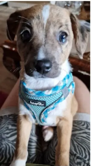 Verkaufe Jackrassel französische Bulldoggemix