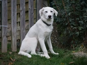 Ciccio sucht sein Zuhause