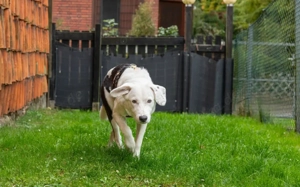Wer hat ein Körbchen für Azzuro frei?