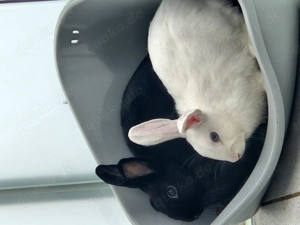 Zwerkaninchen paar 6 monat jung Bild 3