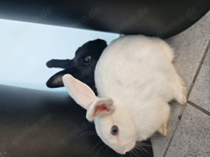 Zwerkaninchen paar 6 monat jung