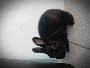 Zwerkaninchen paar 6 monat jung Bild 5