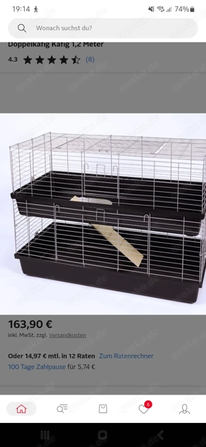 Zwerkaninchen paar 6 monat jung Bild 6