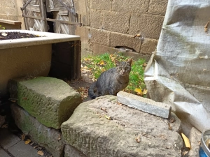 Hofkatzen suchen dringend ein tolles Zuhause 