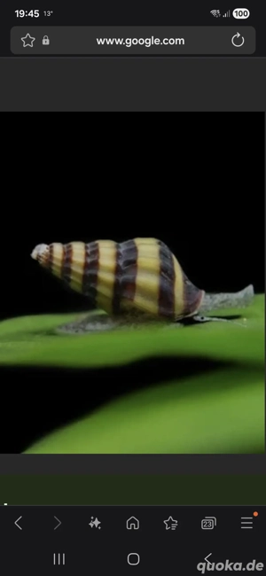 Raubschnecke Helena 