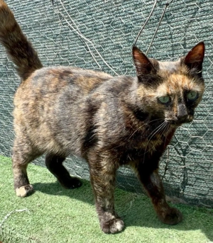 Ich bin Paula   ein kleines Schildpatt-Mädchen auf der Suche nach meinem großen Glück