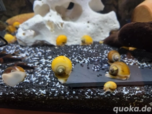 nützliche Schnecken 