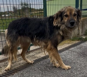 Ringo, wunderschöner Mischling hat endlich ein Zuhause verdient! Bild 2