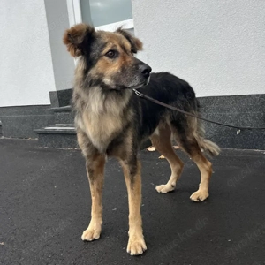 Ringo, wunderschöner Mischling hat endlich ein Zuhause verdient! Bild 3