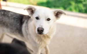 Unser freundlicher Sam ist bereit für sein neues Zuhause!