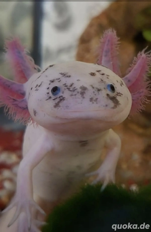 Axolotl