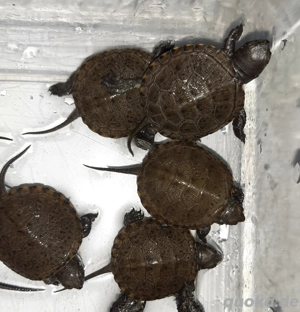 Europäische Sumpfschildkröten (Emys orbicularis) NZ 2025