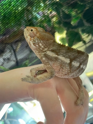 Furcifer pardalis - Pantherchamäleon "Ambilobe"