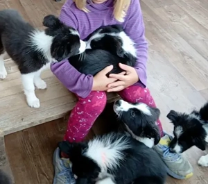 Border Collie Welpen in gute Hände abzugeben 