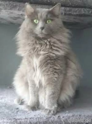 Suche Ragdoll Kitten  Kätzchen mit besonderen Farben