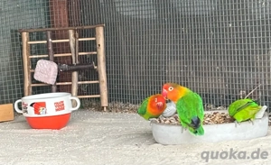 Agaporniden Unzertrennliche Pfirsichköpfchen