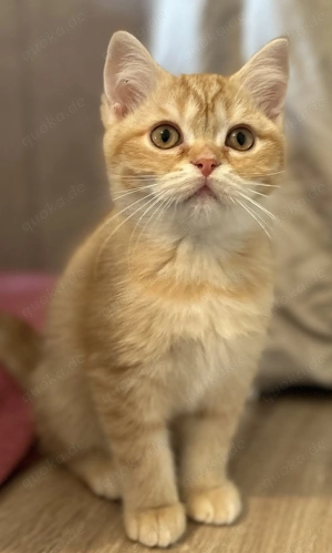 Bkh Blh Kitten mit Stammbaum 