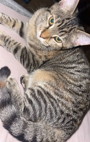 Süße Katzenbabys kunter Bund