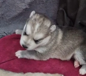 Husky - weißer Schweizer Schäferhund Mix  Bild 8