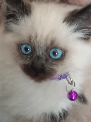  Siam Balinesen für Allergiker langhaarige reinrassige Chocolate Point Kitten,seltene Rasse, Kitten