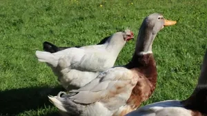 Reinrassige Sachsenenten Schneckenenten Erpel