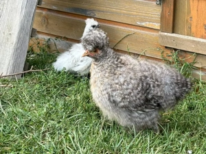 Reinrassige Zwergseidenhühner Bruteier und Jungtiere