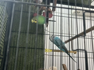 2 Wellensittiche & Zubehör 