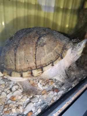 Wasserschildkröte 