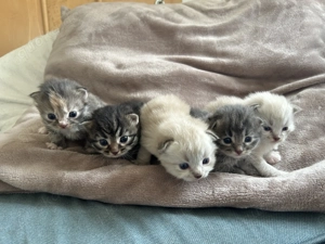 Sibirische Kitten, Sibirische Katzenbabys, Sibirische Katze