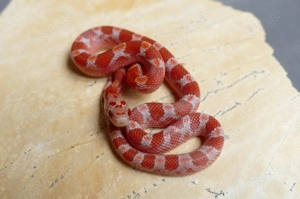 Diverse Kornnatter Nachzuchten aus diesem Jahr