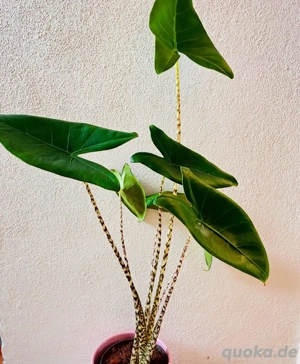 Alocasia Zebrina Rhizome