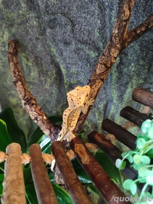 Kronengecko, Gecko männlich 