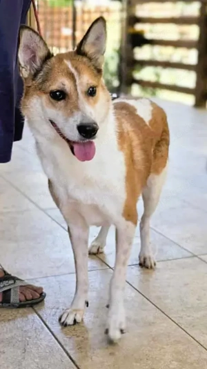 Sonnenschein LOUISA sucht ein schönes Zuhause