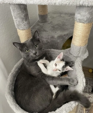 Zwei wundervolle Katzen suchen ein liebevolles Zuhause