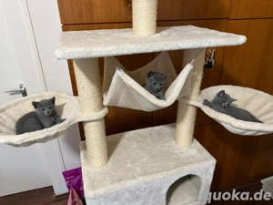 Russisch Blaue Kitten noch 1 frei