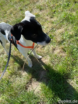 Snoopy sucht liebevolles zuhause