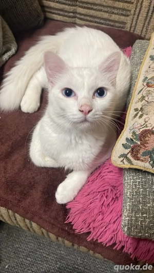 Zwei wunderschöne Kater zu verkaufen   