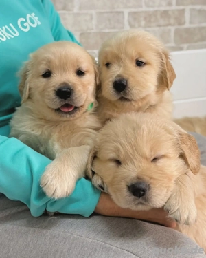 Golden Labrador Retrievers 