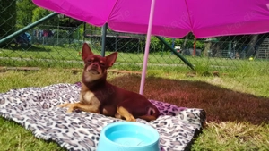 Sehr lieber erfahrener Chihuahua deckrüde Schoko Tan kurzhaar Kein Verkauf