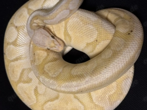 1,0 Super Pastel Coral Glow het Genetik Stripe