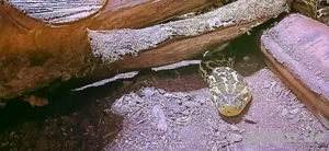 Anakondas(1,1 eigene Nz'21 '22  > Buch inkl.) zusammen: Bild 8  Anakondas(1,1 eigene Nz'21 '22  > Buch inkl.) zusammen: Bild 8