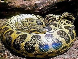 Anakondas(1,1 eigene Nz'21 '22  > Buch inkl.) zusammen: Bild 4  Anakondas(1,1 eigene Nz'21 '22  > Buch inkl.) zusammen: Bild 4