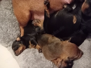 Ich suche neuen Zuhause.  Bild 3