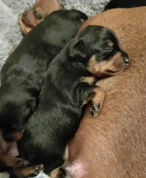 Zwergpinscher-Welpen 