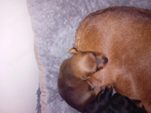 Ich suche neuen Zuhause.  Bild 5