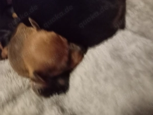 Ich suche neuen Zuhause.  Bild 4