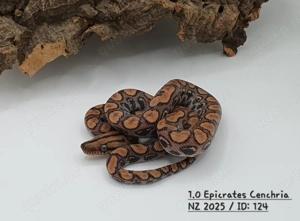 Epicrates Cenchria Cenchria   Rote Regenbogenboas NZ 2025 