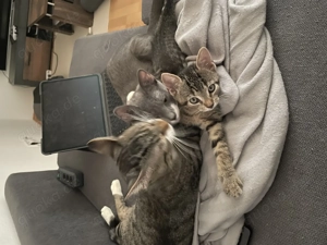 Zwei zuckersüße Katzen abzugeben