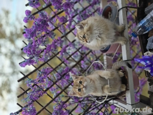 Reinrassige Bkh katzen